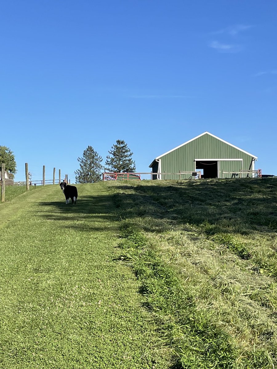 Barb4Hmom's tweet photo. “Field of Dreams”- Brilliant sun, smells of fresh cut pasture, low humidity- #IsThisHeaven?  Yes it’s #GlennFamilyFarm!  (Project # 32 roof extension at old barn ….#RetirementRules ) https://t.co/FqFAYEQhhb