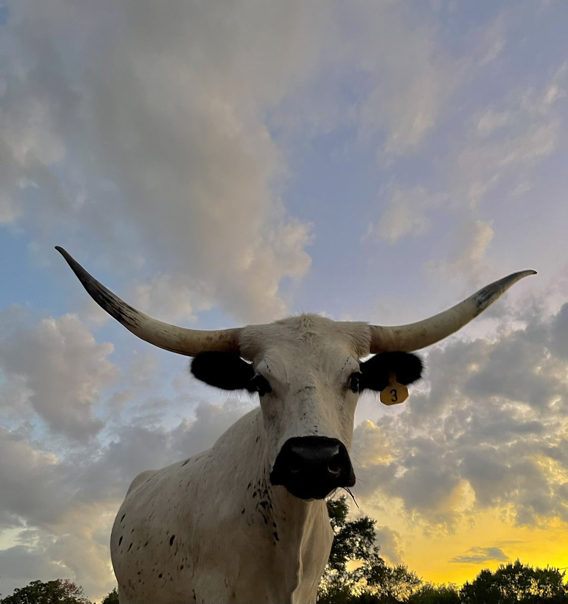 BmCattleCo_'s tweet photo. Yesterdays sunset 💛🧡 https://t.co/AdbMEl1sYM