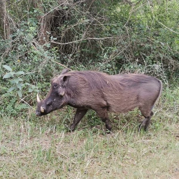 Neeresh01's tweet image. #smangalisowetlands