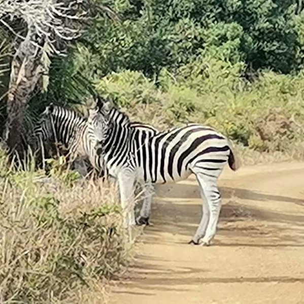 Neeresh01's tweet image. #smangalisowetlands