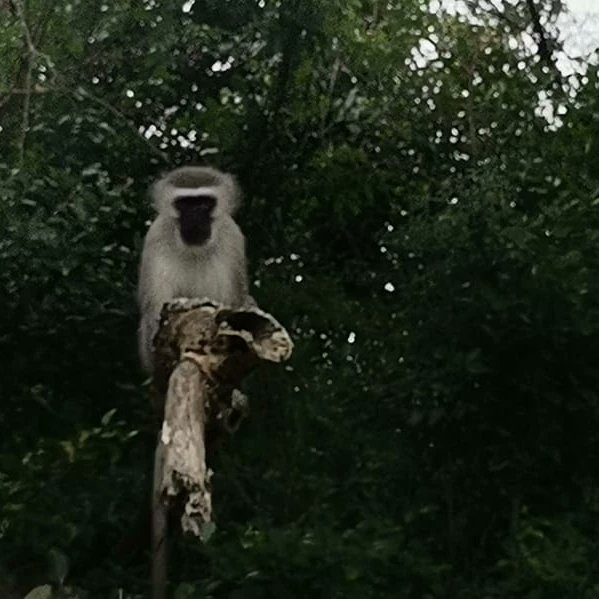 Neeresh01's tweet image. #smangalisowetlands