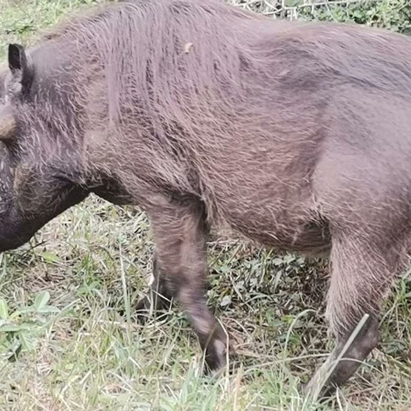 Neeresh01's tweet image. #smangalisowetlands