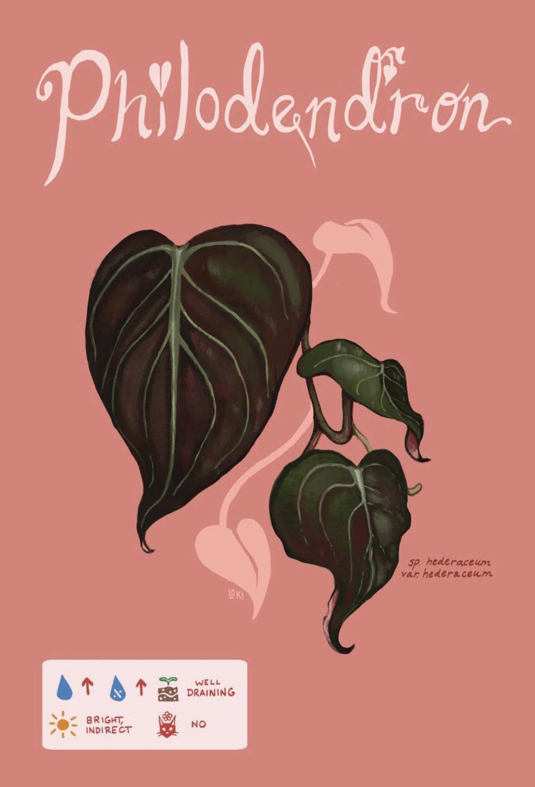 LokiEnoki's tweet photo. @fleshpillow Hi I would love to be considered! I have experience working with plant shops on merchandise and branding and I am also a certified botanical illustrator! Thank you for your consideration https://t.co/yvojhUzg7k