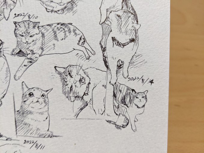 近所の猫ちゃん、新しい首輪してた😚 カキカキ。 