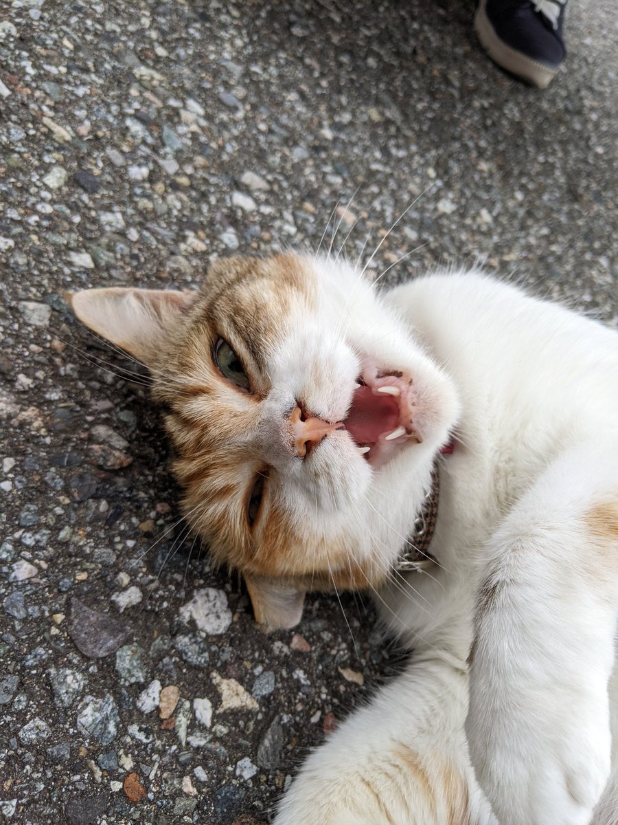 近所の猫ちゃん、新しい首輪してた😚 カキカキ。 