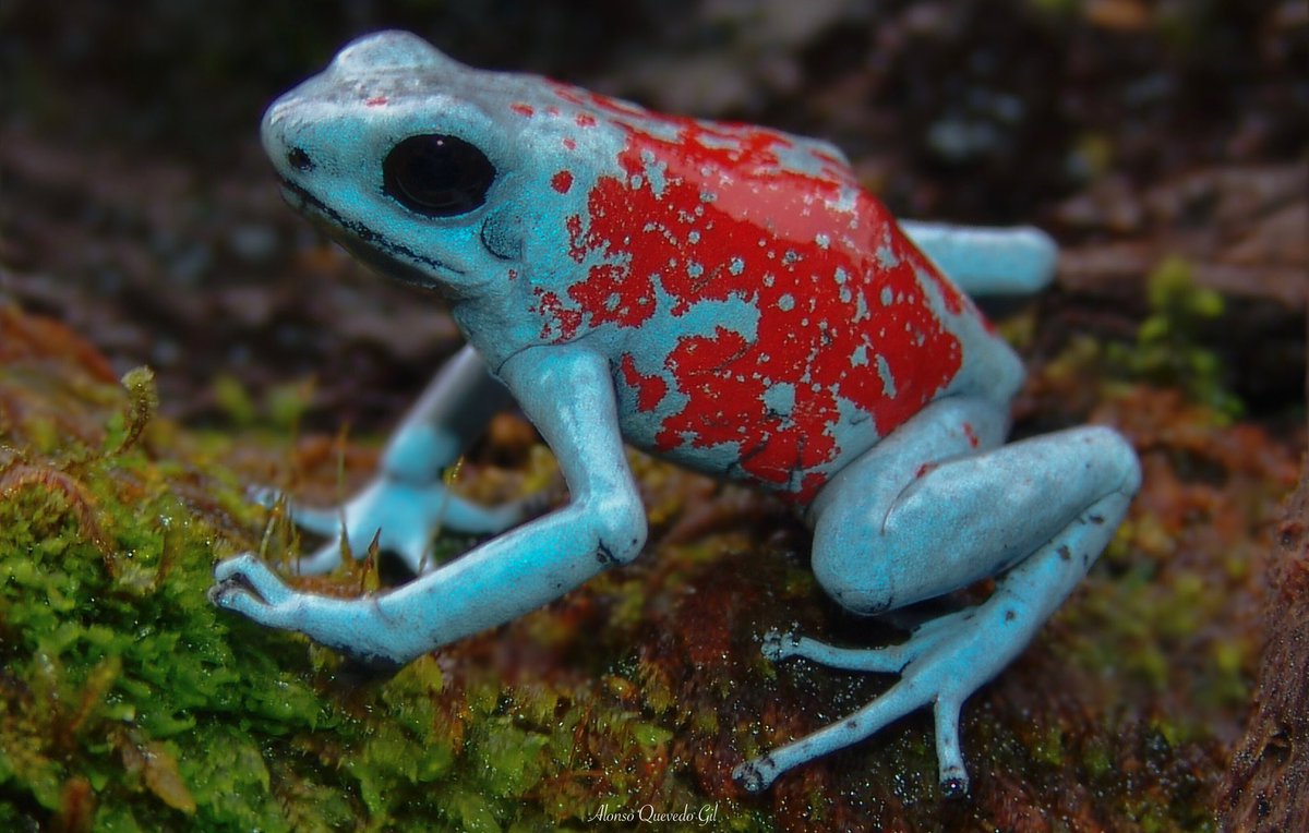 La Naturaleza no tiene límites, aquí la Rana Kiki (Oophaga sylvatica), en el Chocó biogeográfico colombiano. Colombia un país biodiverso.
