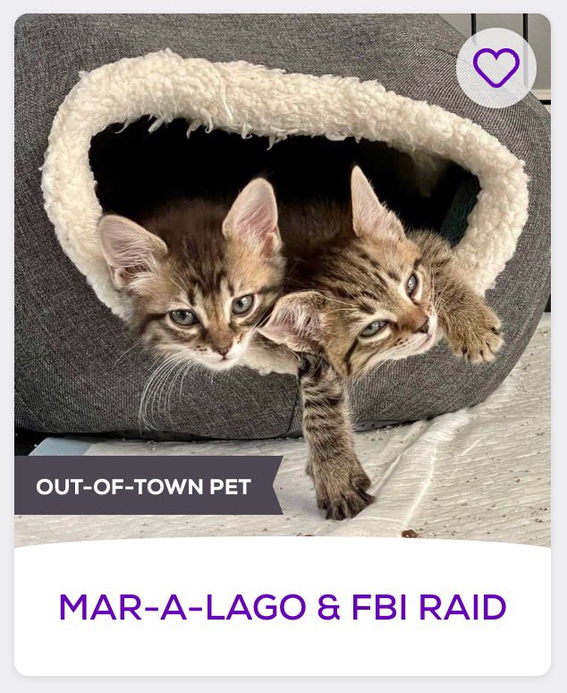 Petfinder Names On Twitter https t co JLe4wYD7F5 Twitter petfinder-names-on-twitter-https-t-co-jle4wyd7f5-twitter