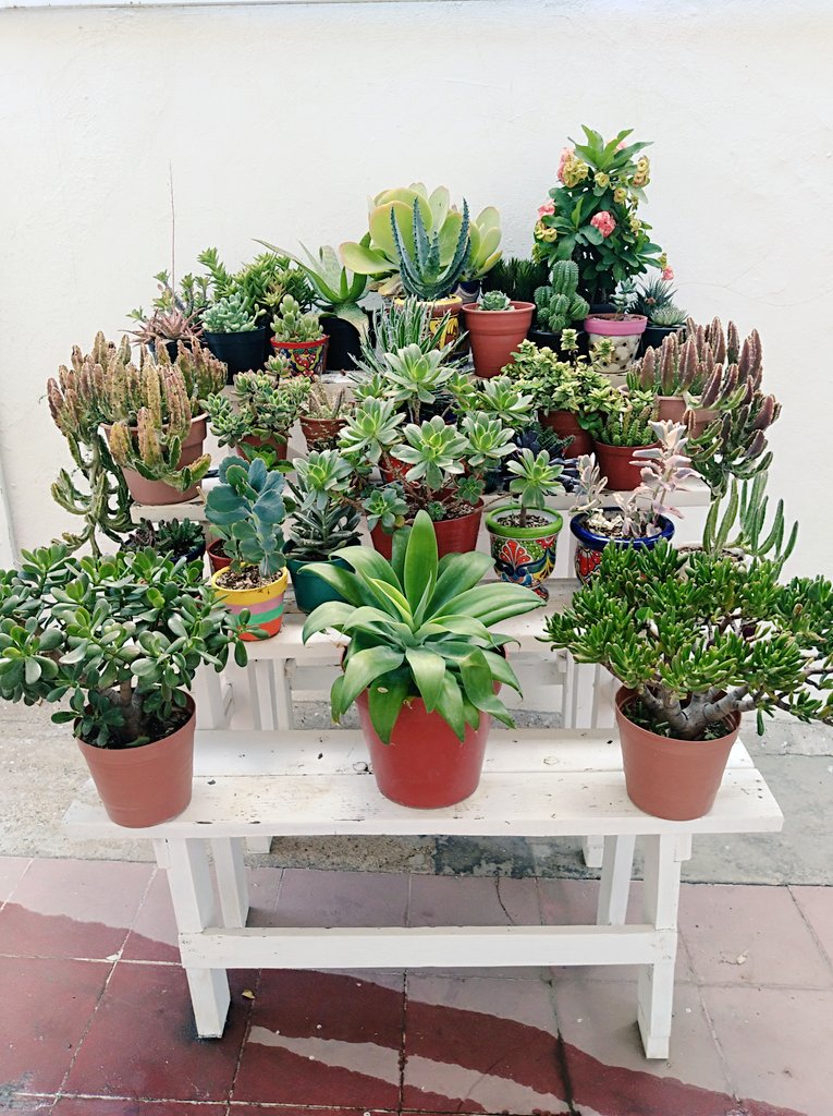 Astrid_EG's tweet photo. No será muy 💫aesthetic💫 pero es una parte de mi jardin en el cemento y lo tqm💕💕💕 https://t.co/yuMPcbsNU4