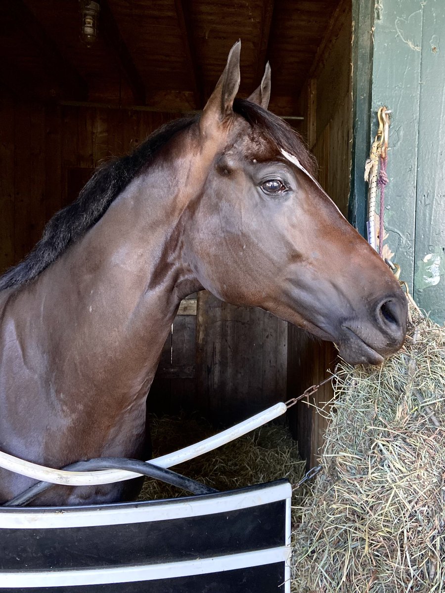 Damon’s Mound after his amazing win in the <a href="/TheNYRA/">NYRA (🎪)</a> Saratoga Special 
What a Special horse. What a special day! Great ride by <a href="/gabe__saez/">Gabriel Saez</a> a big congratulations to his owners Cliff and Michele Love ❤️