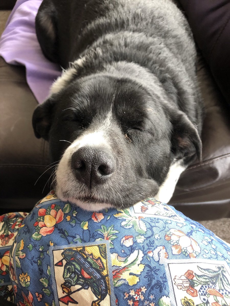 reedsoh's tweet photo. @DerekLandy Boopable nose. She was helping me study (MLIS). https://t.co/hPWVtsSlww