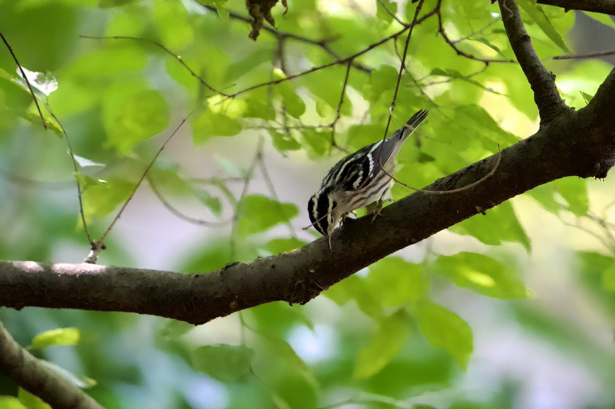RobC515's tweet photo. A raccoon, black &amp; white warbler, female or juvenile american redstart, and a question mark butterfly (thank you @BirdCentralPark for help id’ing) on a much cooler summer day in the Ramble.  
@CentralParkNYC
 #cpp #birdwatching https://t.co/i8K8NiH6ut