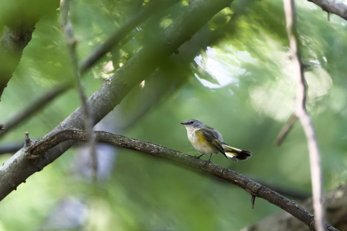 RobC515's tweet photo. A raccoon, black &amp; white warbler, female or juvenile american redstart, and a question mark butterfly (thank you @BirdCentralPark for help id’ing) on a much cooler summer day in the Ramble.  
@CentralParkNYC
 #cpp #birdwatching https://t.co/i8K8NiH6ut