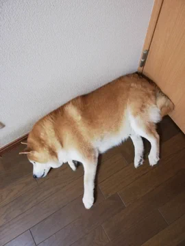 画像 / Picture