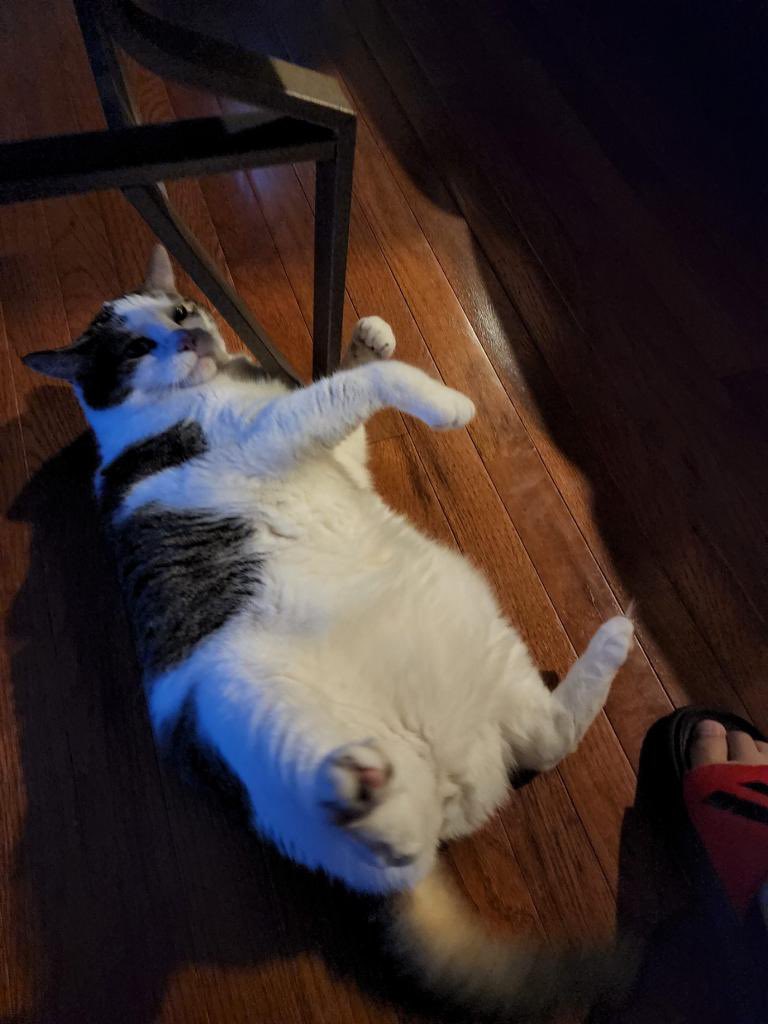 megscui's tweet photo. @katmhuang gen z who only trusts craigslist bc she got her cat (attached) from there https://t.co/pcZTZQUQpL