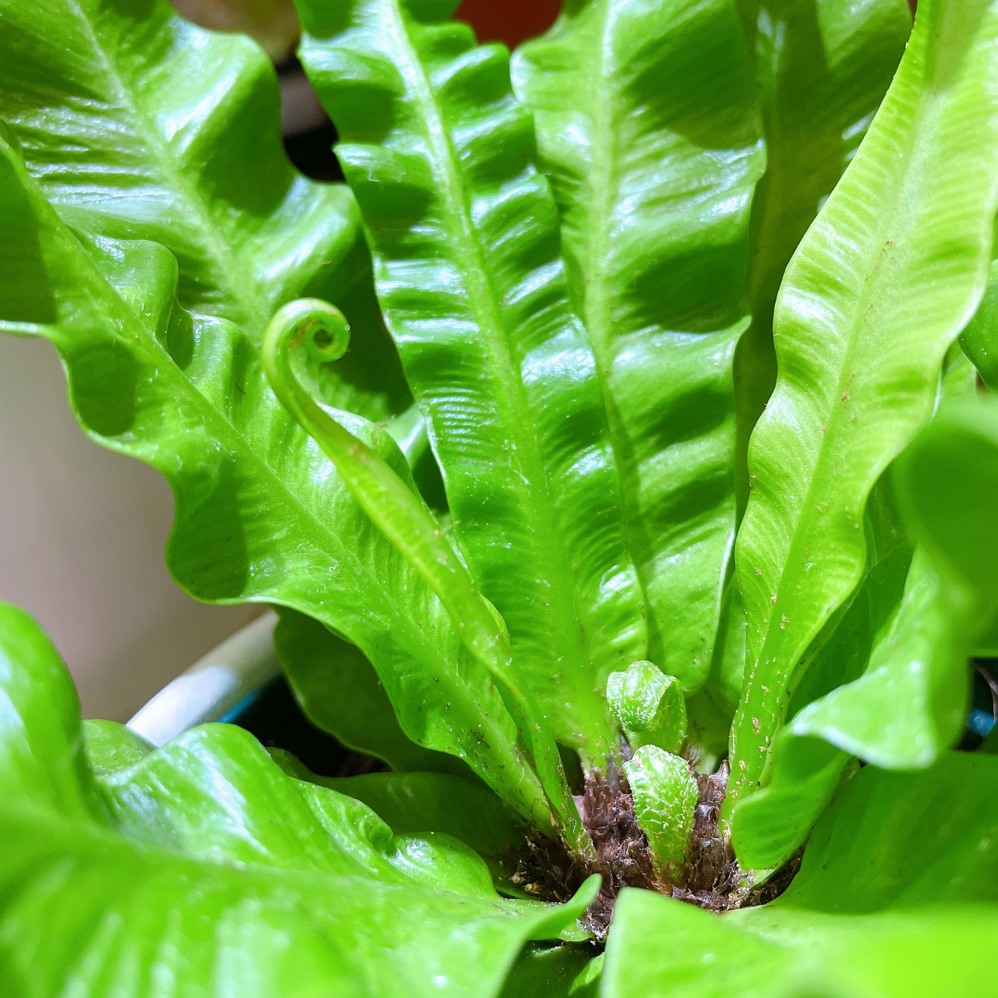 アスプレニウム Twitter Search Twitter