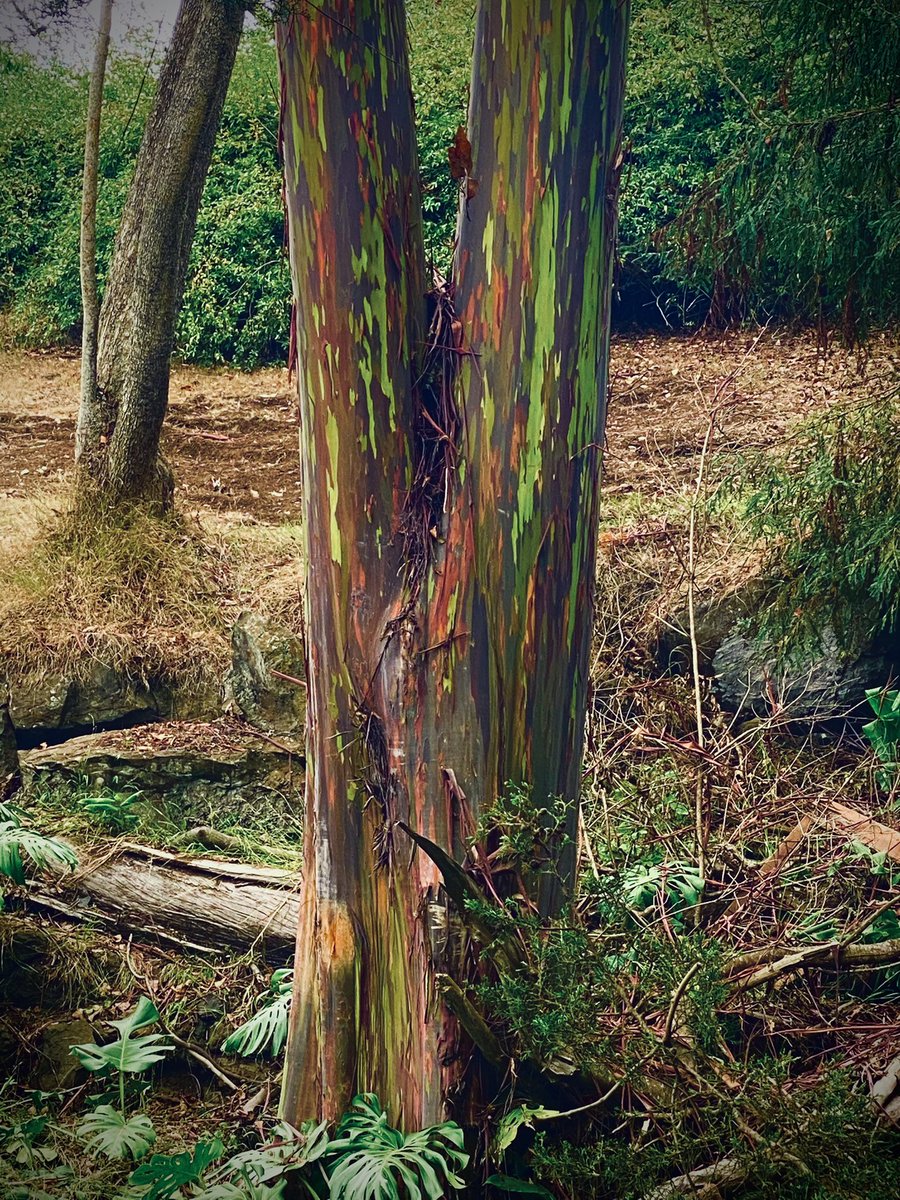 ⒹⓇ. ⓀⒺⒻⓄⓇ tweet media