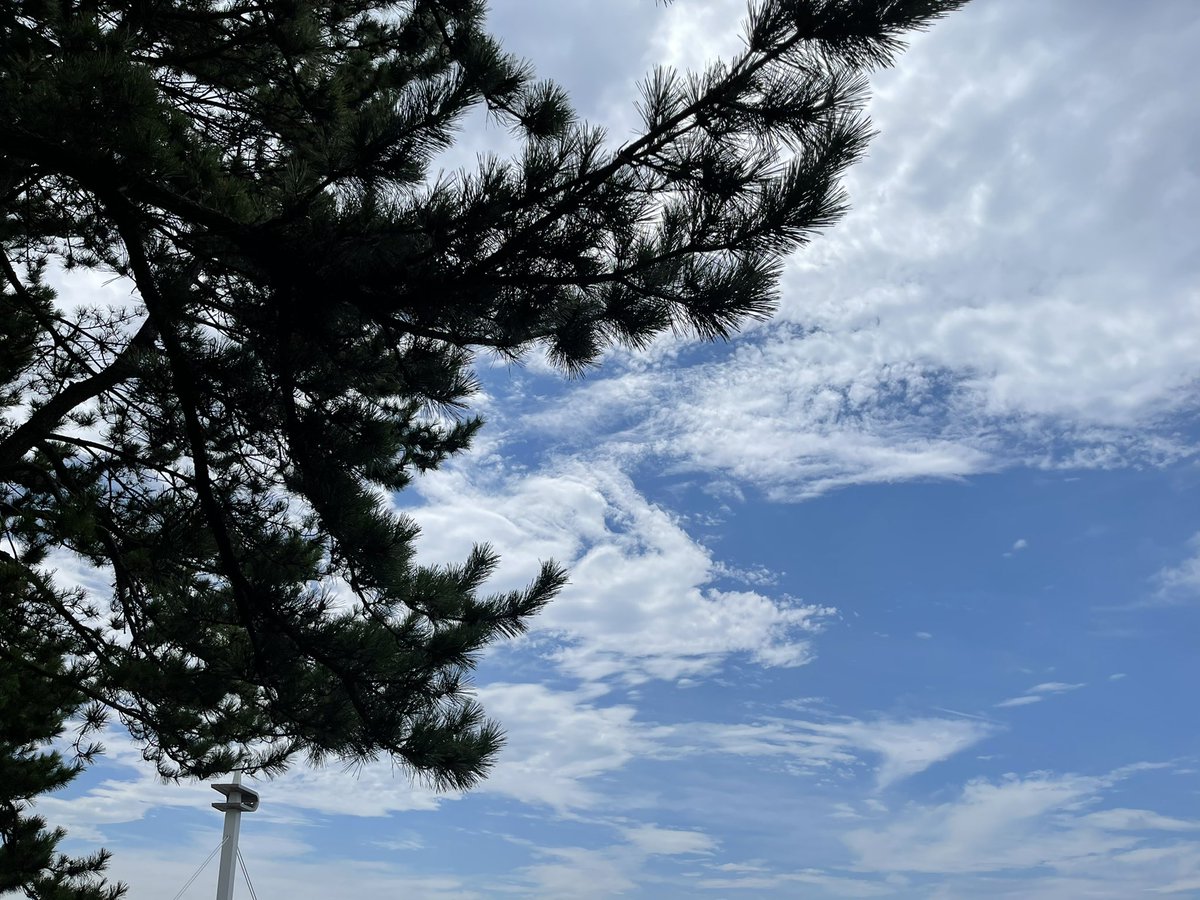 yamaakko4's tweet photo. 夏！だけど、いい風が吹いています♪
#葛西臨海公園 #ジブ咲 #フォトセッション https://t.co/h50QdDEwZs
