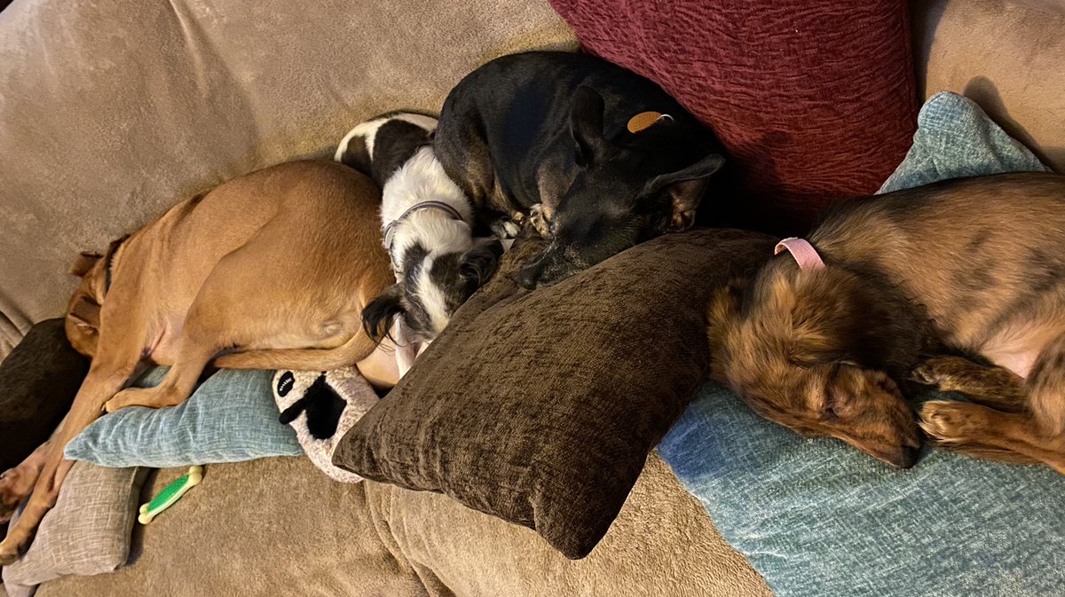 romwriterchick's tweet photo. @Rwlshmakeup My 4 babies, Duke, Duchess, Dixie and Mocha. https://t.co/qYSAYheQJg