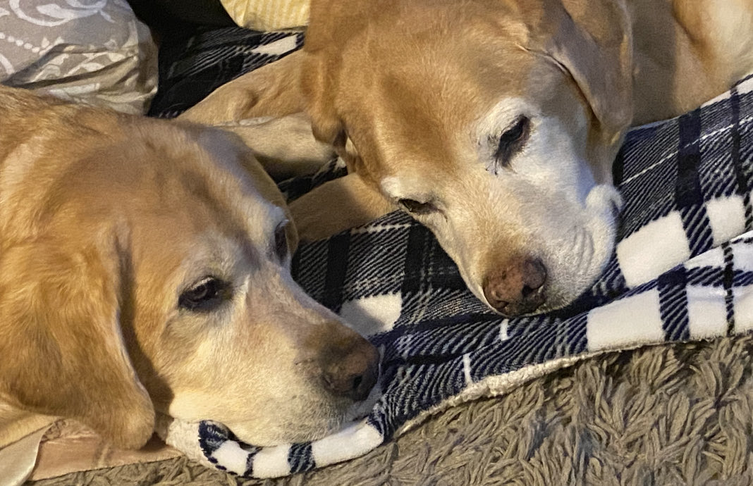 StevenGWalton's tweet photo. My boys.
#ILoveMyLab https://t.co/1QAPRraW4a
