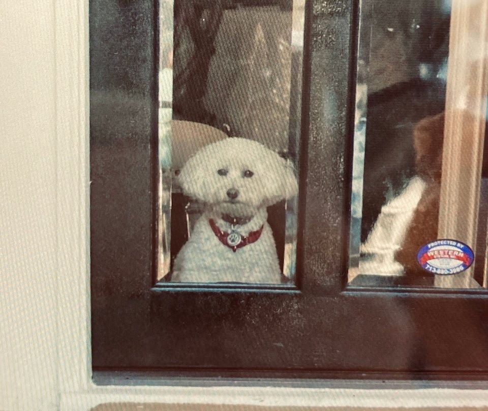 WhatMilton's tweet photo. @Desert_yoSemite @B52Malmet @tedcruz 'Member that time, when even Turd Cruz's dog was, like, "Nah, I'm good! It's cold but I've got fur. I'd rather take my chances, here, without you. You go ahead, though..." #JusticeforSnowflake https://t.co/wNypr0mppK