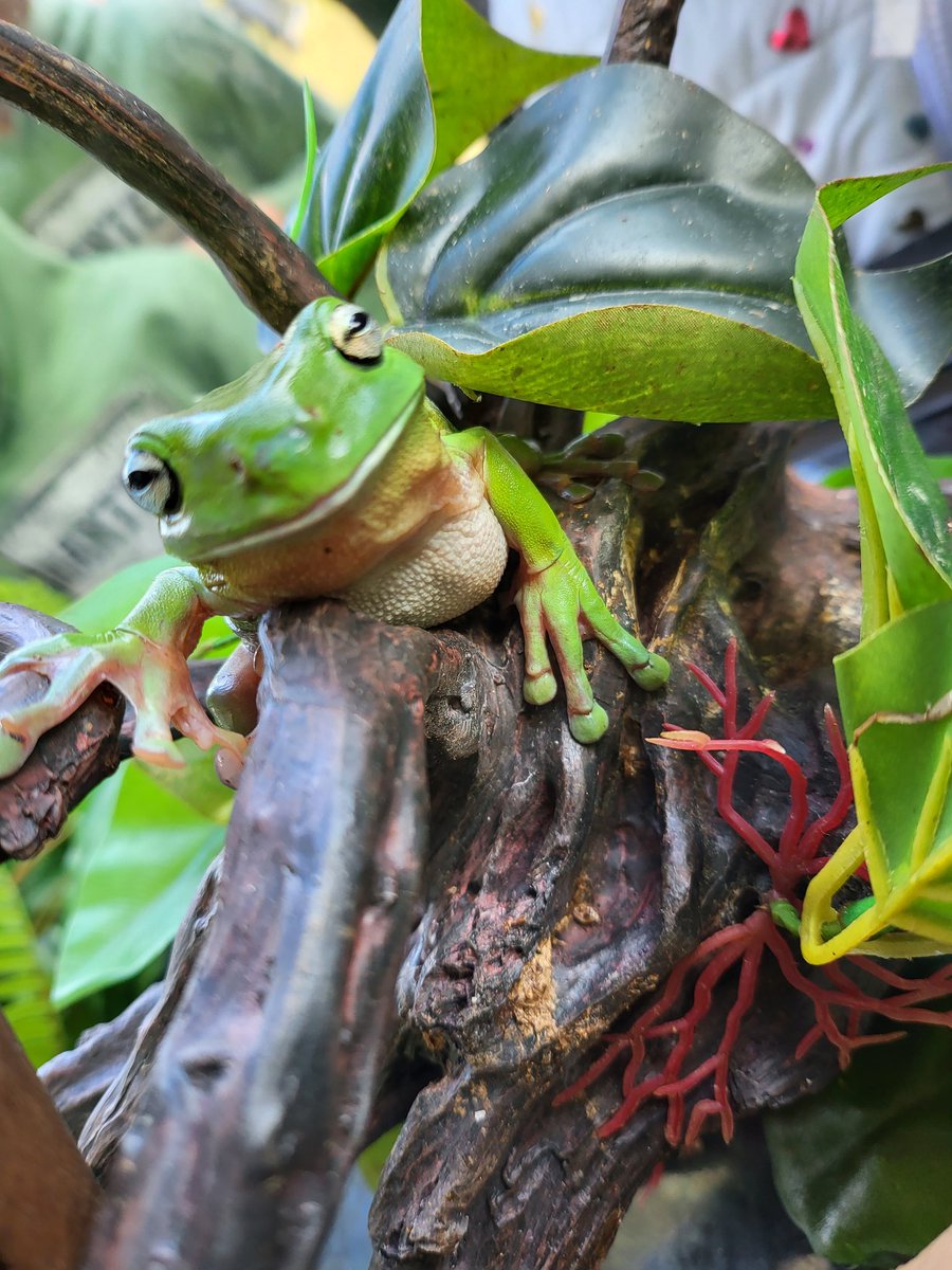 FrogPotter's tweet photo. Hanging at Science in the Swamp Western Sydney Parklands. https://t.co/5olvcOia2v