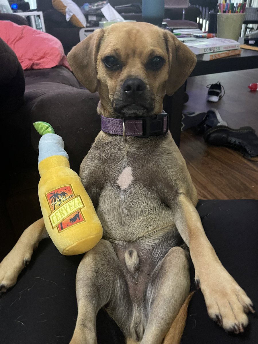 kindlingflame97's tweet photo. @TiffanyDCross This is Pluto, our 1.5 year old Puggle. You can see more pics and videos on Instagram @plutosplanet95. BTW, I’m VERY upset my DVR failed to tape the Cross Connection this AM. I was so looking forward to it! https://t.co/5Qxd1Y5H4D