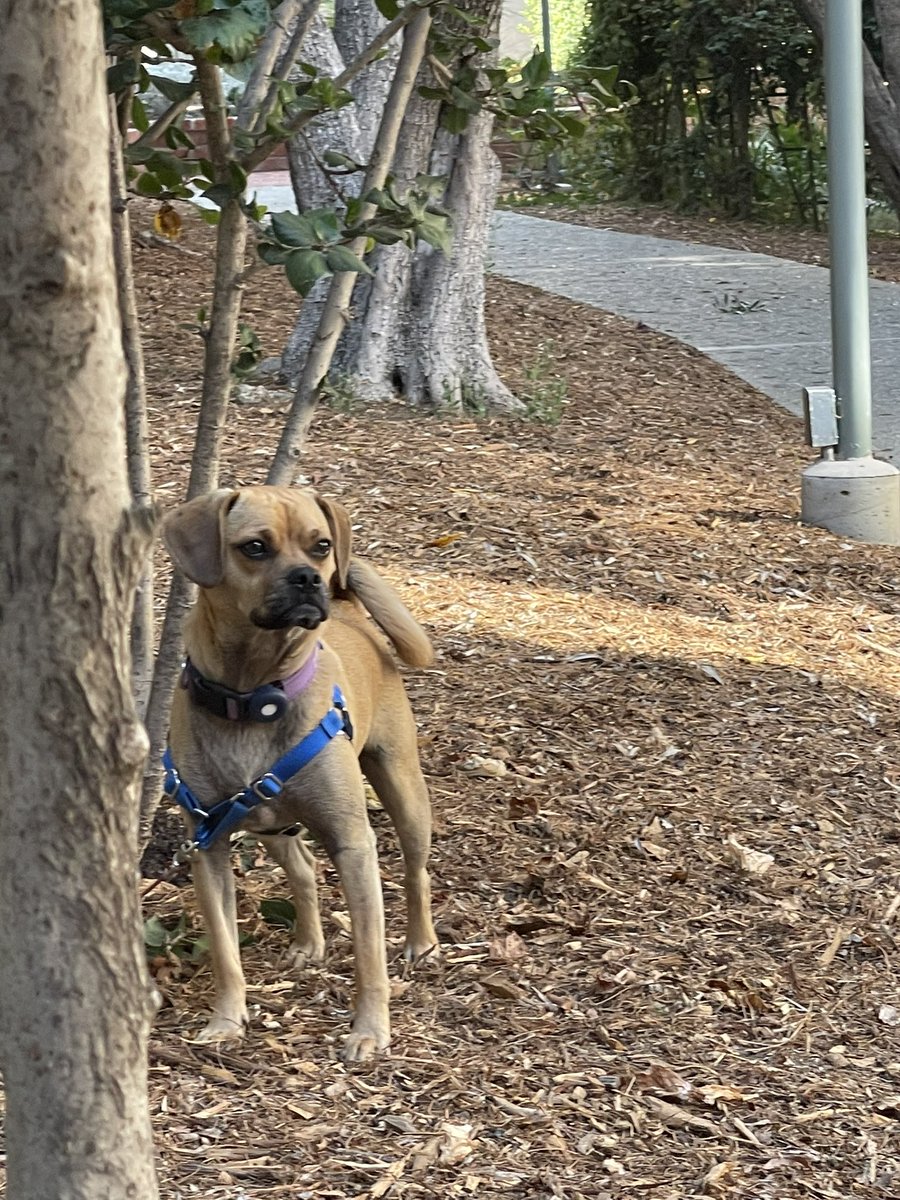 kindlingflame97's tweet photo. @TiffanyDCross This is Pluto, our 1.5 year old Puggle. You can see more pics and videos on Instagram @plutosplanet95. BTW, I’m VERY upset my DVR failed to tape the Cross Connection this AM. I was so looking forward to it! https://t.co/5Qxd1Y5H4D