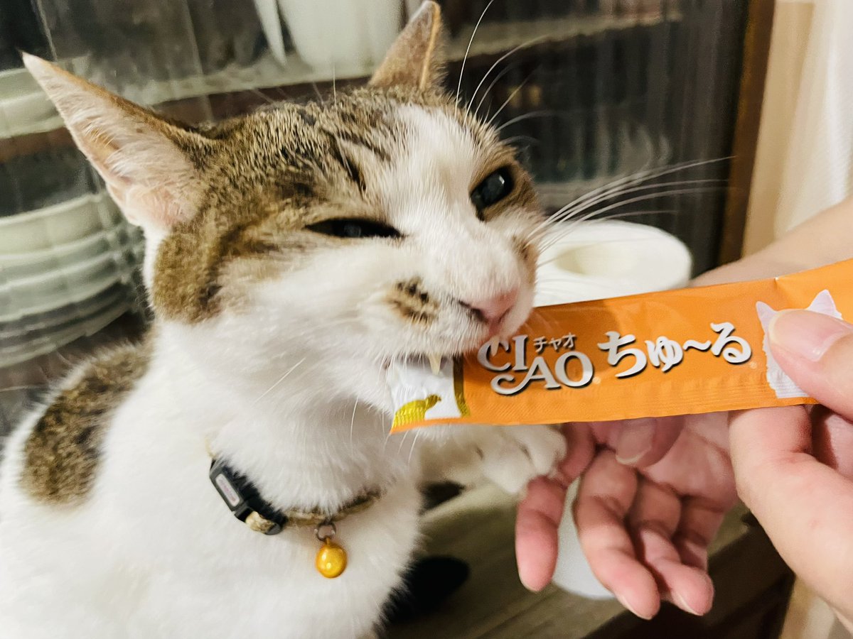 maroshoko's tweet photo. #ちゅーる https://t.co/BYTkvCQF7e