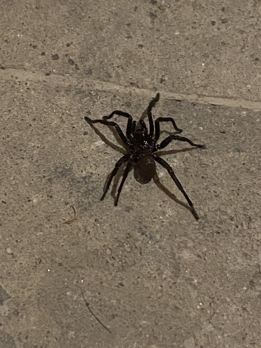 LigiaChacon's tweet photo. @Arachno_Cosas hola! Encontré esta araña en Morelos!
¿Sabes cuál es? Muchas gracias https://t.co/S3obE3gVis
