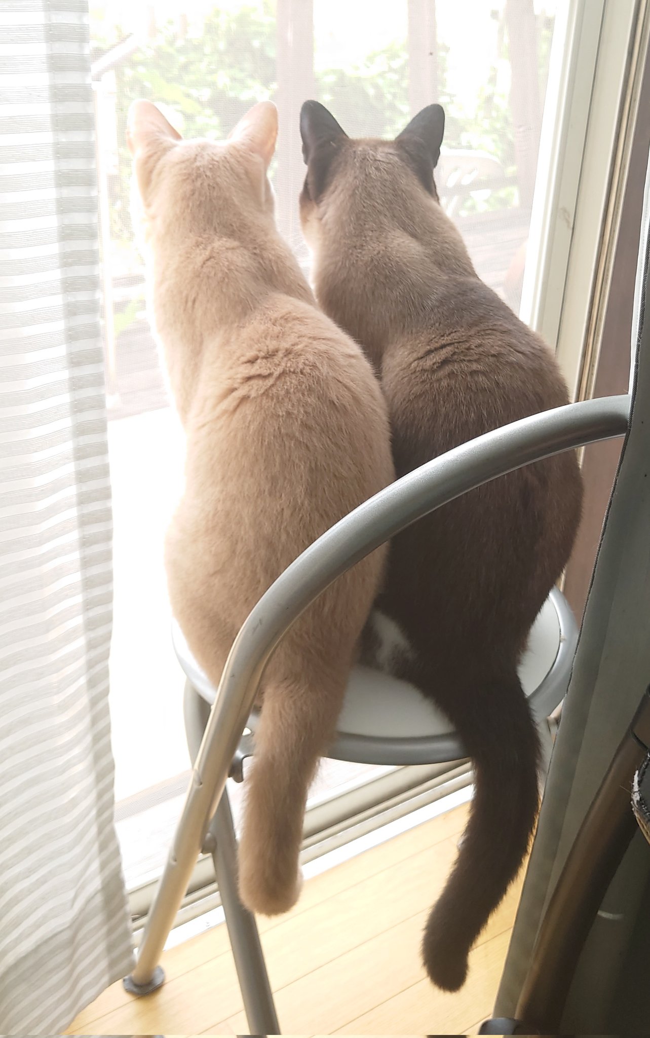 ちびままちゃん 可愛い後ろ姿 猫好き 猫がいる暮らし 可愛い猫 猫好きさんと繋がりたい Cutecats T Co Wk1fv9ryyg Twitter