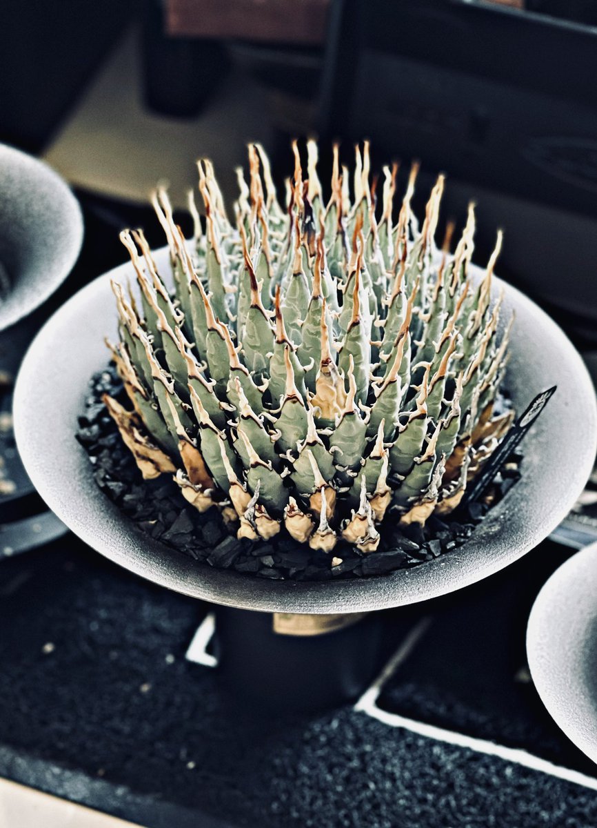 Smile1688H's tweet photo. #makeplantsforfun #makeplants4fun #妖炎 #Agaveutahensisvarnevadensis #agave #agavetitanota https://t.co/OOWqVZCeYT