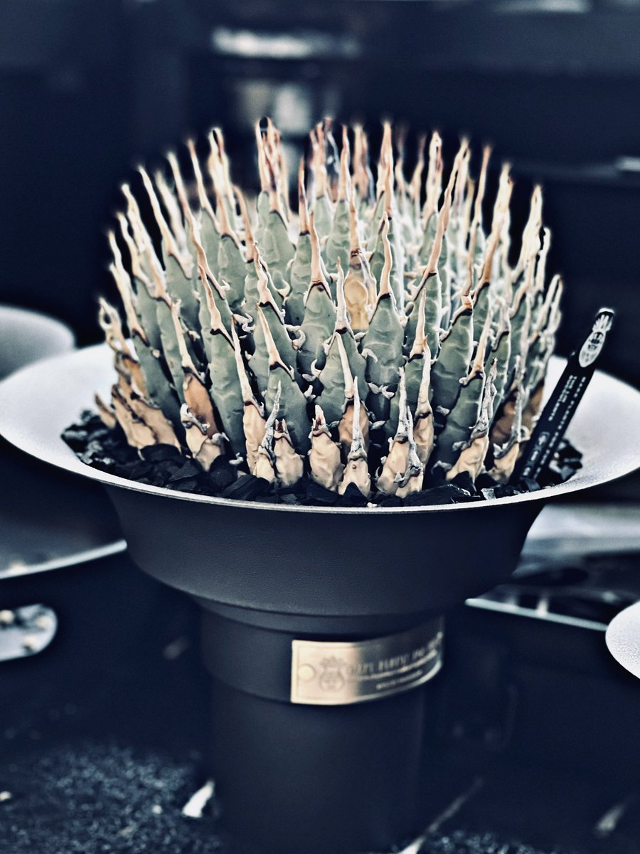 Smile1688H's tweet photo. #makeplantsforfun #makeplants4fun #妖炎 #Agaveutahensisvarnevadensis #agave #agavetitanota https://t.co/OOWqVZCeYT