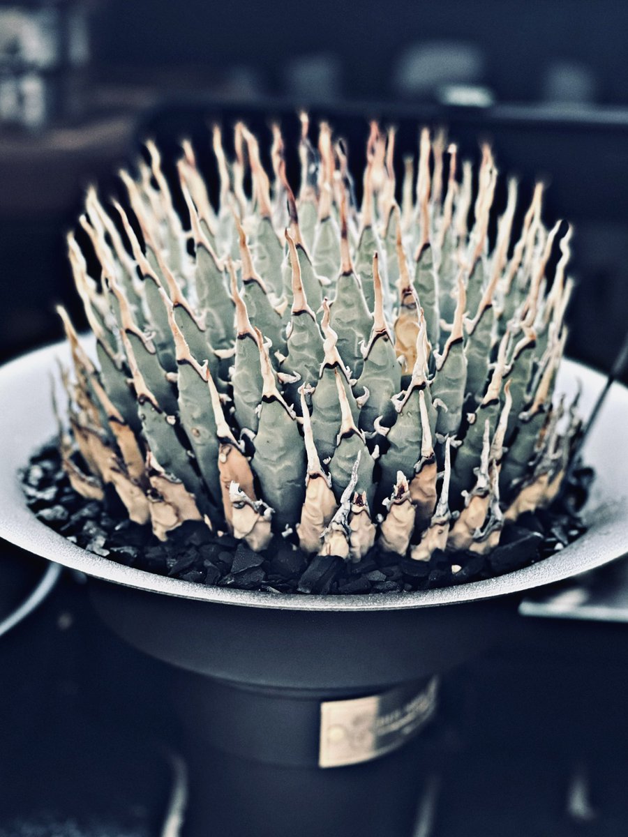 Smile1688H's tweet photo. #makeplantsforfun #makeplants4fun #妖炎 #Agaveutahensisvarnevadensis #agave #agavetitanota https://t.co/OOWqVZCeYT