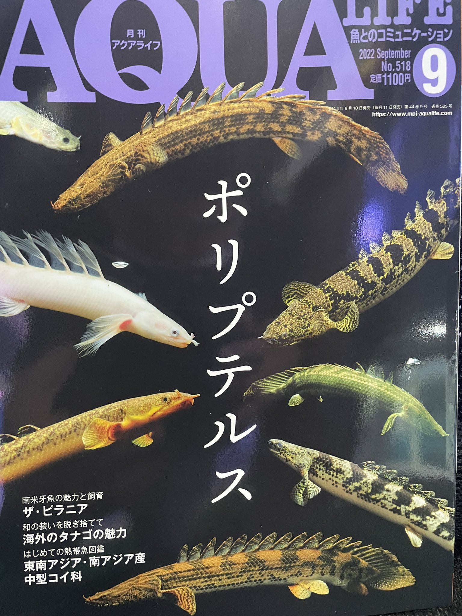 トロピカル　フィッシュ　コレクション　全８冊 トロピカルフィッシュ佐野 金魚館 on X: 