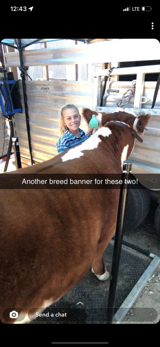BornRanches's tweet image. Boxwell family getting it done again this weekend! Champion English in the 1st ring, Champion Hereford and Reserve Grand Overall at the Kody Keylon Memorial Jackpot! Congrats to all! #donor131 @pwroftheplains lot 11! Thanks, Jess Shirley, for your confidence in our program!