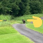 ツイートに含まれる画像