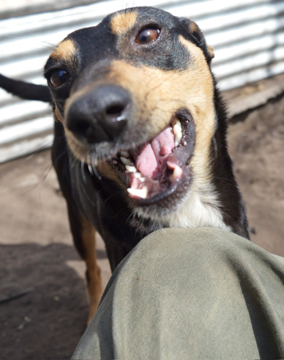 MacaaAbel's tweet photo. Mis modelos favoritos 😍
Por cierto, todos en adopción 🐾
Adoptemos uno hasta que no quede ninguno 🐾💛❤️💙🤍💜
#Sapab #AdoptaNoCompres https://t.co/OhwXuWYyKW