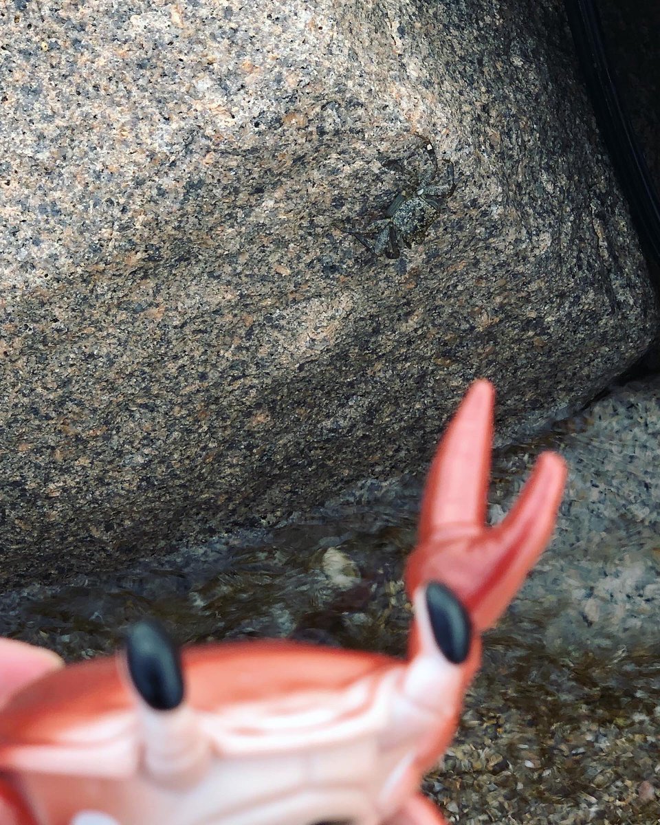 Q_JAM1235's tweet photo. ぷかぷか〜🐟

流されない様にお母さんに協力してもらいました😂
二枚目はもう1匹カニがいます🦀

#DiversDreams #QJAM #ソフビ #海sofubi https://t.co/XPr1lFMa4w