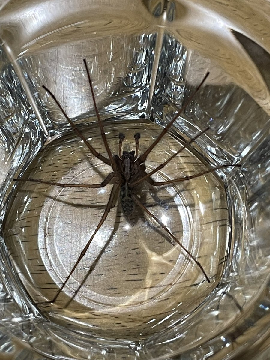 Size of this fucker! 🕷😲