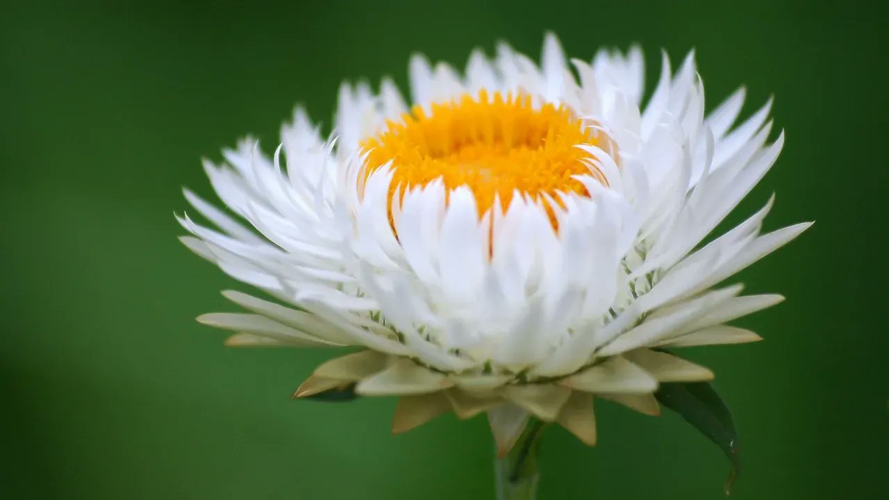 プロポーズのバラ メリアルーム 1 5まで冬季休業 今日の花 8月14日の誕生日花は アンモビウム 花言葉は 約束 です この日生まれの人は 口数が少なく大人しいタイプです そんなあなたの謎めいた雰囲気に 魅了される人も少なくないで