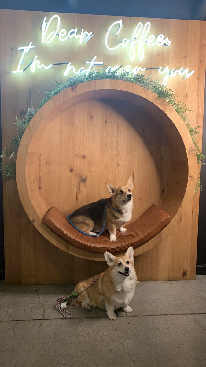 OrdinaryLeesha's tweet photo. Finally made it out to Vida Coffee in Reno today. It’s doggy friendly and they have some super yummy drinks~ I got a S’mores Cloud Top Cold Brew. 😍 https://t.co/7duzNeaJxl