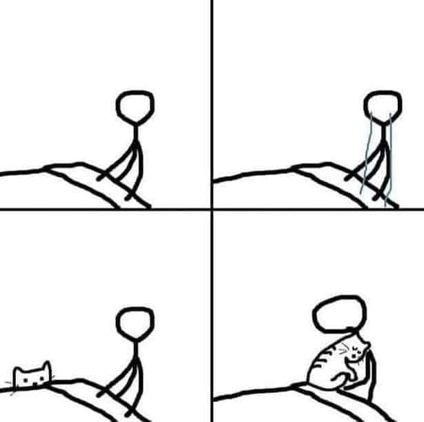 WholesomeMemes (@wholesomememe) on Twitter photo 