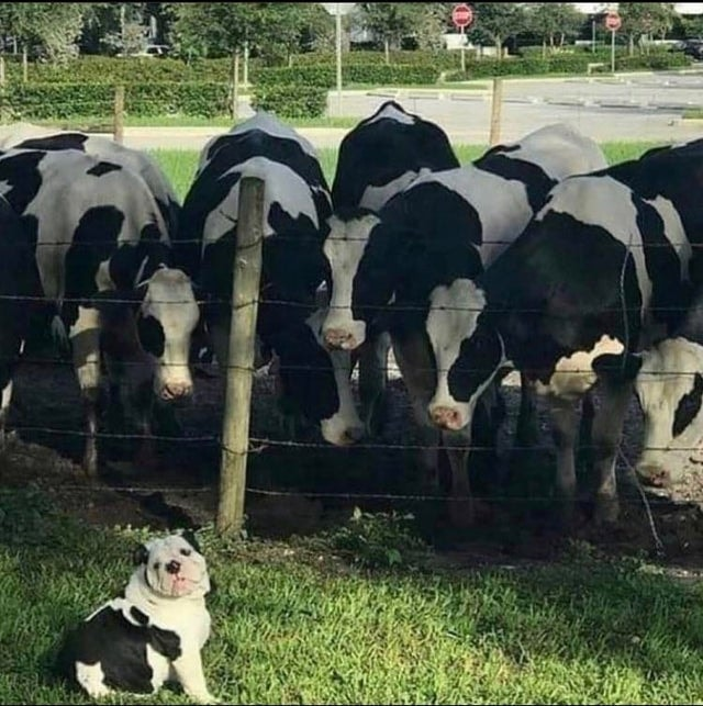 WholesomeMeme's tweet photo. https://t.co/qhB17KG4PG