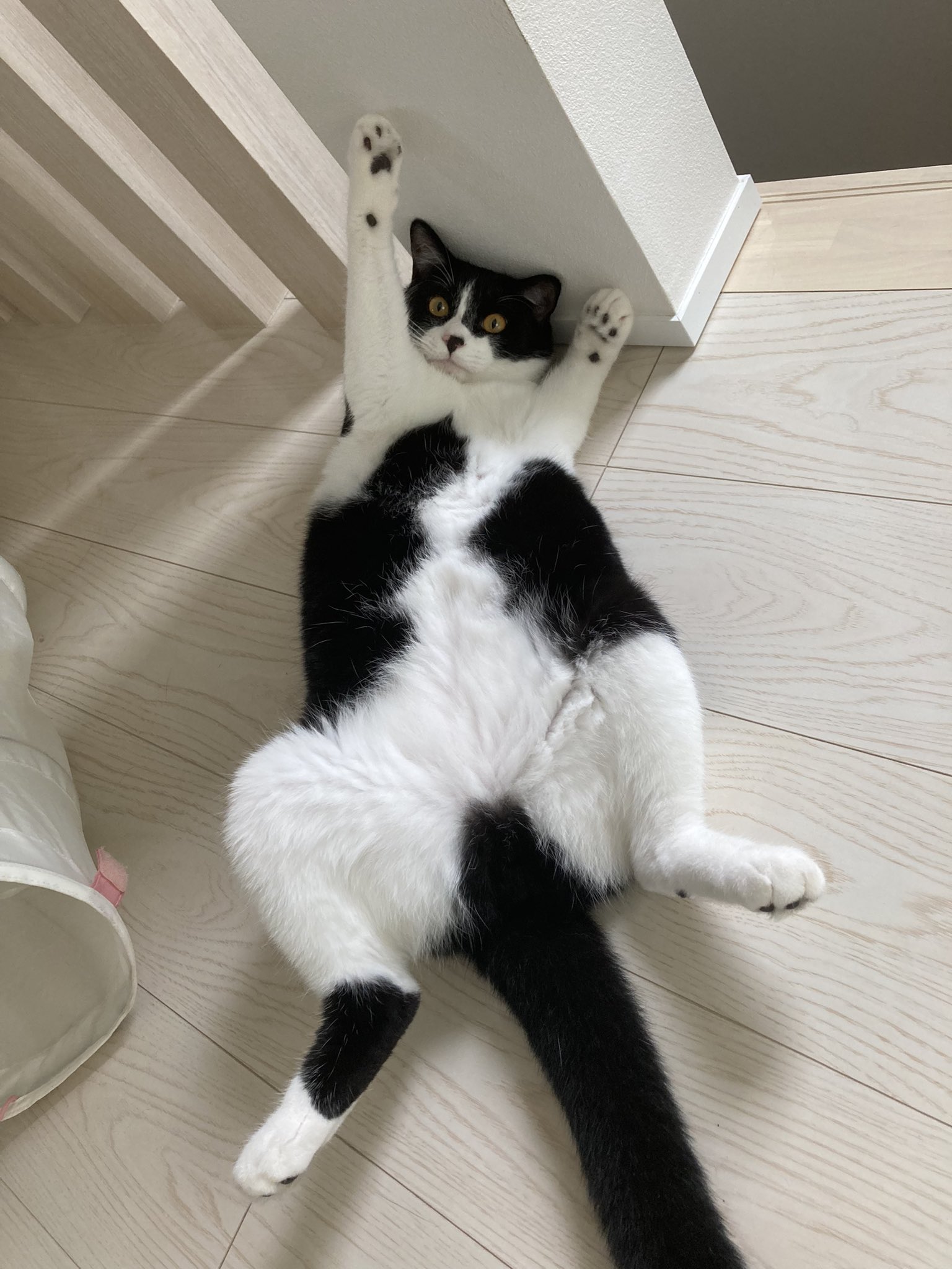 猫かどうかも怪しいな Twitter Search Twitter