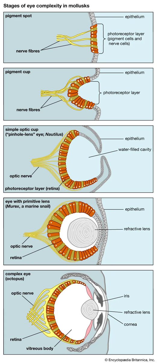 The evolution of eyes is such a well-understood phenomenon that it’s perverse creationists keep trying to claim eyes couldn’t have evolved. Goes for pretty everything I guess.