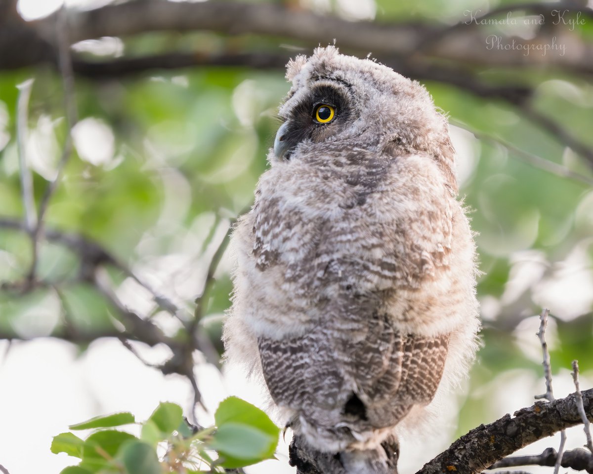 KamalaKyle's tweet photo. Donโt you worry little one, soon enough youโll get your own glorious ear tuffs, just like mom and dad!!!
Long-eared Owlet '22
#longearedowl #longearedowls #asiootus #longearedowlet #longearedowlets #owlet #owlets
#owlsofcanada #canadianowl #canadianowls #owlsofamerica #albertaowl https://t.co/YLSOGdb98d