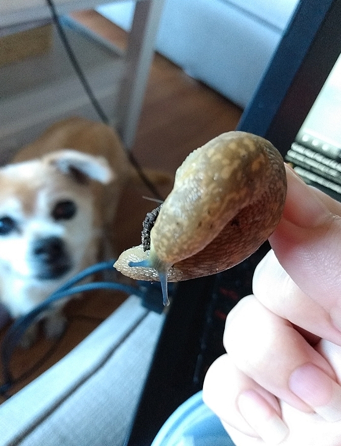 gunk_pop's tweet photo. I went looking for wild isopods and found this thicc slug, and now the dog I'm sitting is convinced im holding out on the raddest treat ever like girl, do you want parasites? https://t.co/M7VWFszWGl