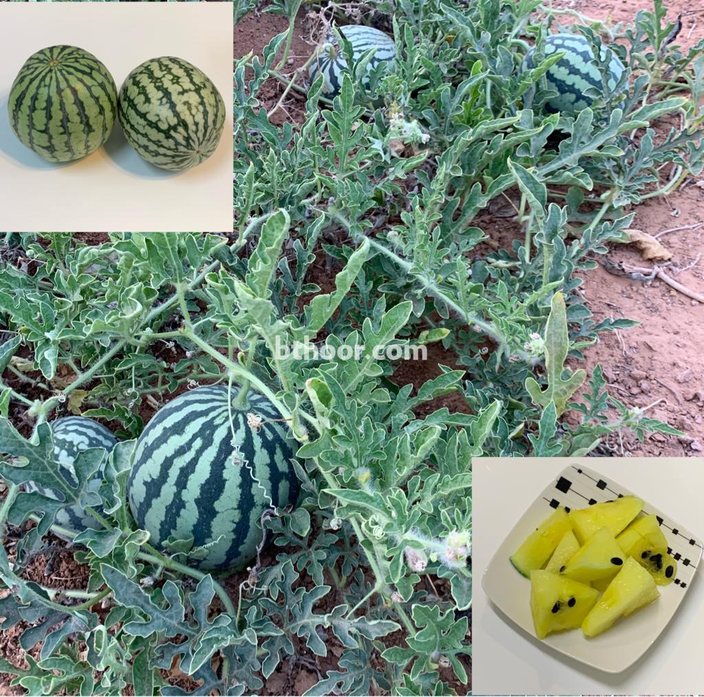 الإسم الشائع:بطيخ أصفر 
الإسم العلمي:(Watermelon Yellow (Citrullus lanatus
•يحتوي على نسبة عالية من المركبات الغذائية.
•ينمو في الأجواء المعتدلة.
•يتحمل درجات الحرارة المرتفعة. 
•محب للري المنتظم وحساس للجفاف.
•لايتحمل الصقيع.
•لا يتحمل ملوحة التربة.