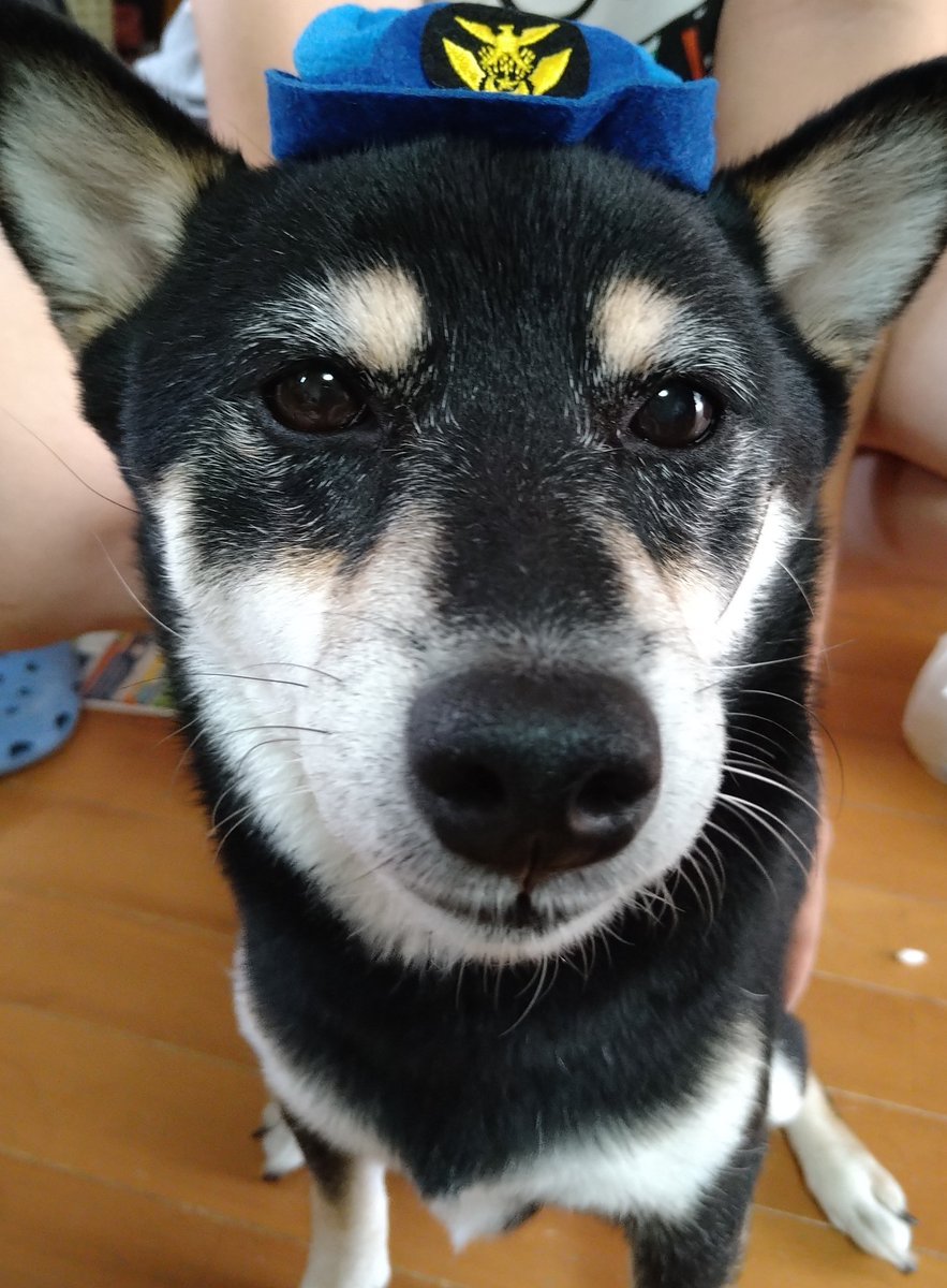Sakura01Poa's tweet photo. 兄ちゃんの広島土産似合うかな？
#柴犬
#黒柴さくら
#柴犬とライオンドワーフラビット
#さくらとポア https://t.co/QN4Z7wuUjO
