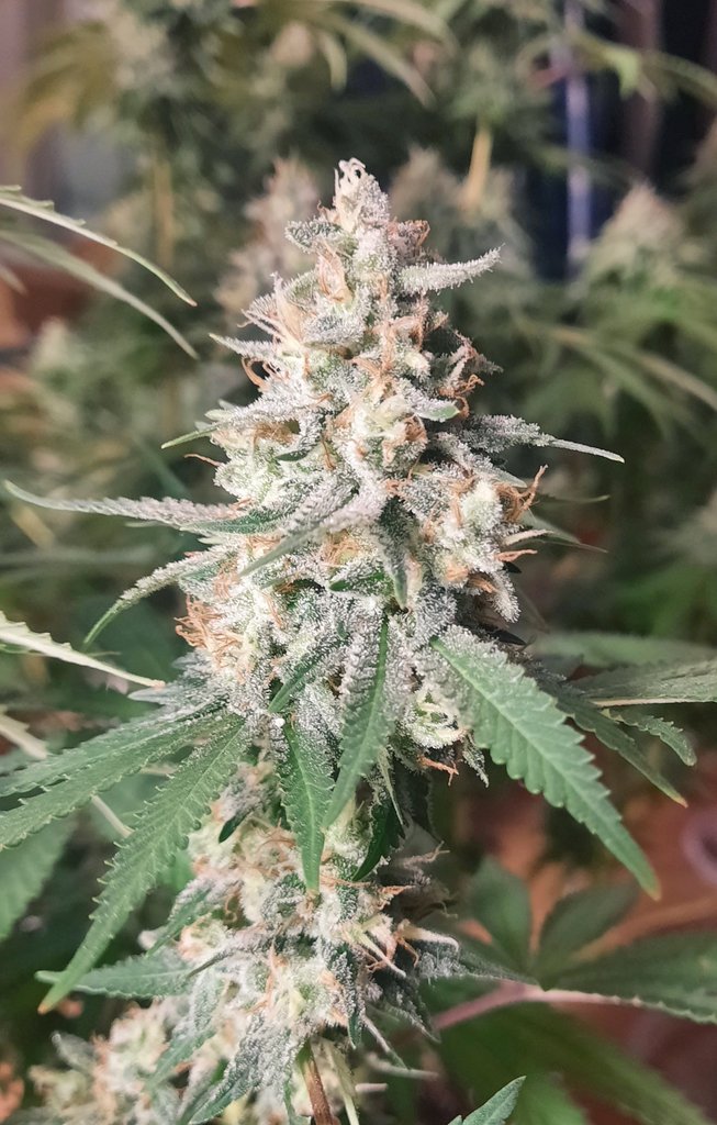 thechronicthumb's tweet photo. #Peanutbutterbreath comin up on week 8. Coming up next in my 4x8 will be some dank strains from my boys @CoastalMaryVan #CanadianCannabis #GrowOrganics #GaiaGreen #GroTek #Mmemberville #CannabisNews #CannabisCommunity #420community #710community #growyourbrand #GrowYourOwn https://t.co/thw13hfKgt